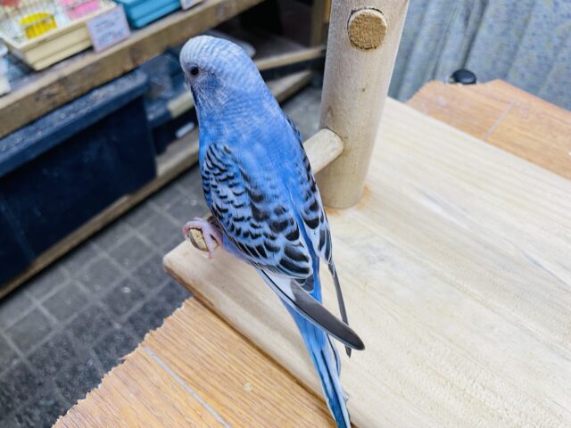 最新画像有り💕ヒナ餌卒業‼️チラッとカメラ目線が得意です✨ヒナヒナのセキセイインコオパーリン! セキセイインコ
