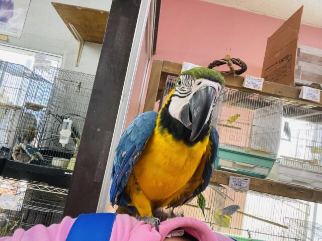 ルリコンゴウインコ