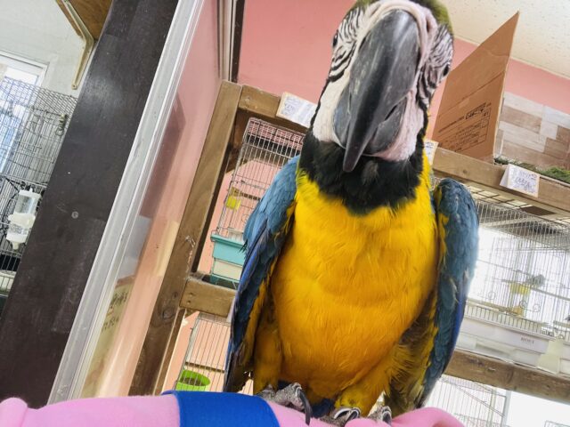 ルリコンゴウインコ