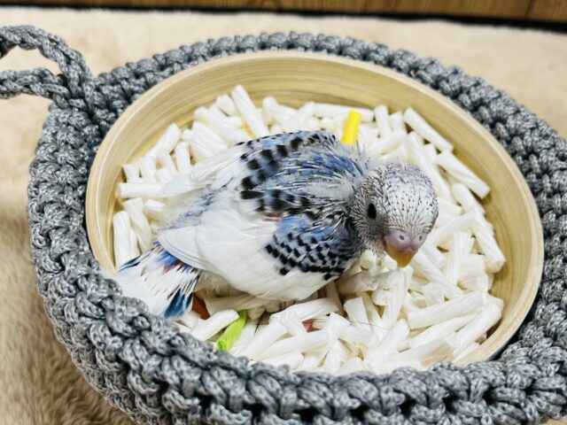 セキセイインコ