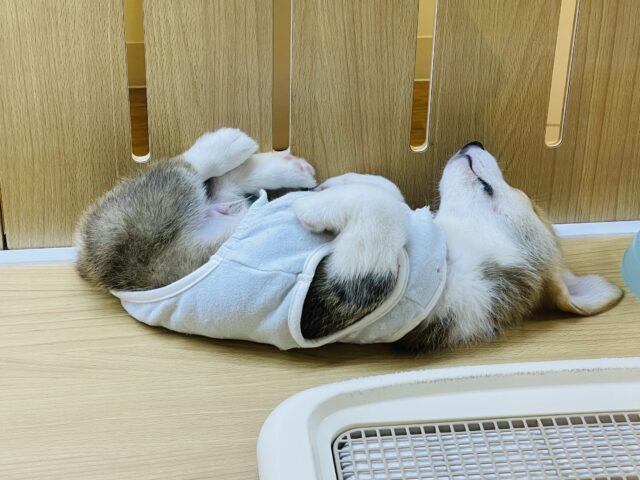 元気いっぱい❗️コーギーマン‼️ ウェルシュコーギー・ペンブローグ