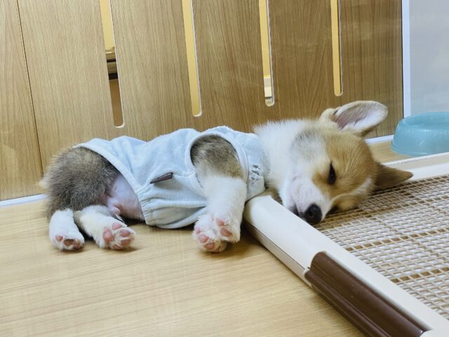 ウェルシュコーギー・ペンブローグ