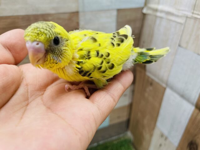 セキセイインコ