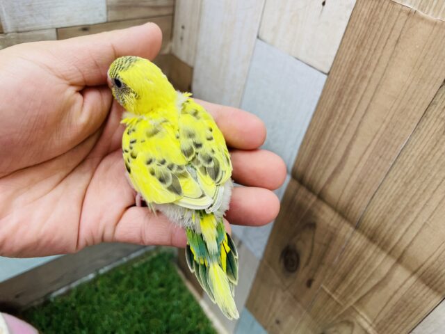 セキセイインコ