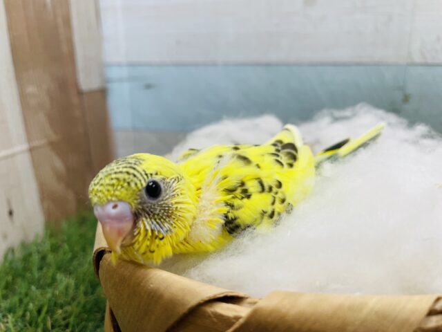 セキセイインコ