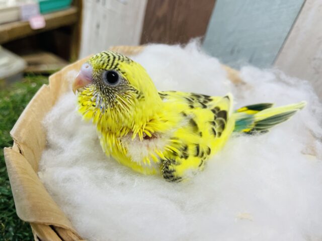 セキセイインコ