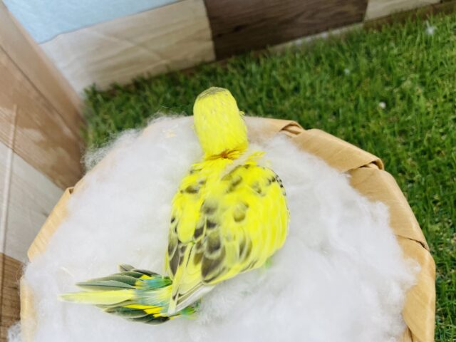 セキセイインコ