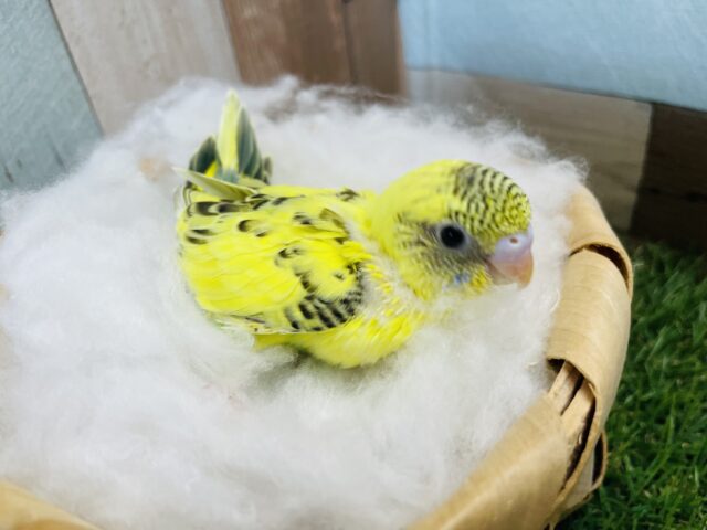 セキセイインコ
