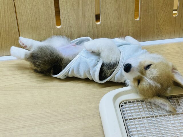 ウェルシュコーギー・ペンブローグ