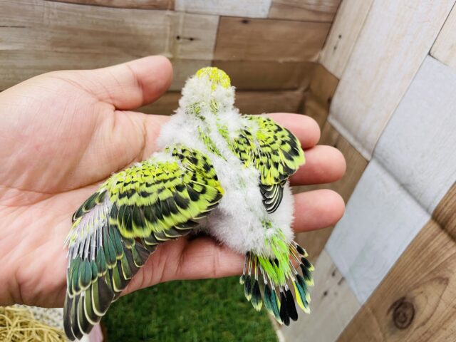 セキセイインコ