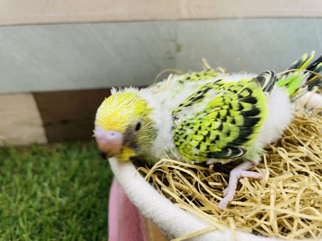 セキセイインコ