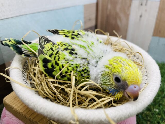 セキセイインコ