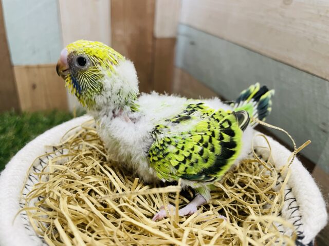 セキセイインコ