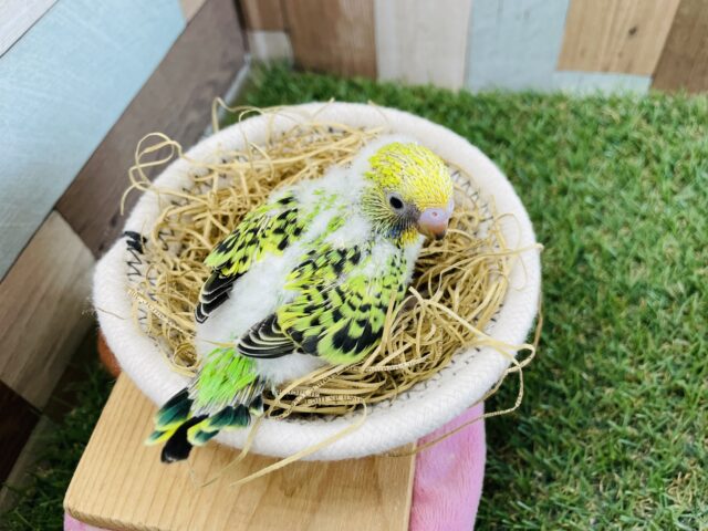セキセイインコ