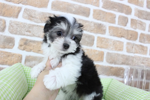 チワマル（マルチワ）