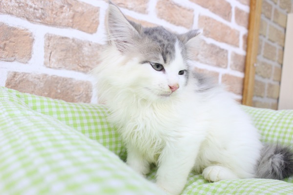 ノルウェージャンフォレストキャット