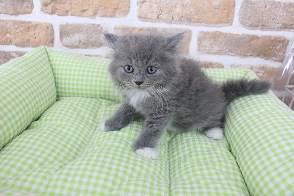 スコティッシュフォールド