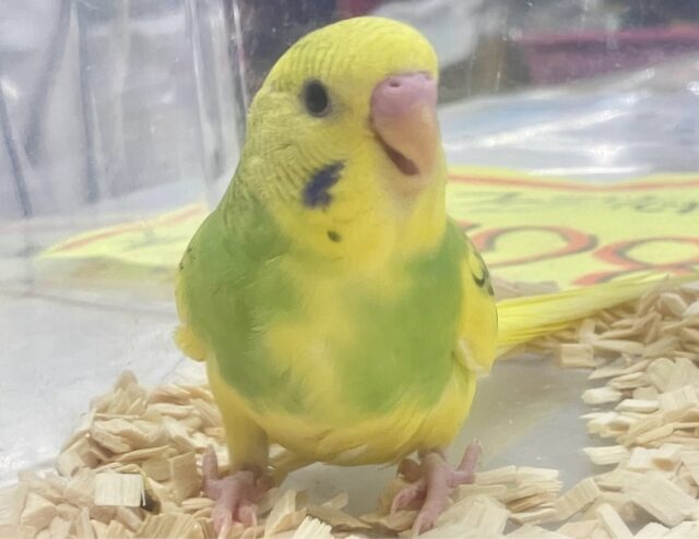 セキセイインコ