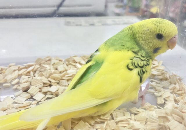 セキセイインコ