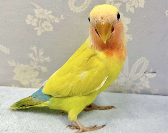 コザクラインコ（小桜インコ）