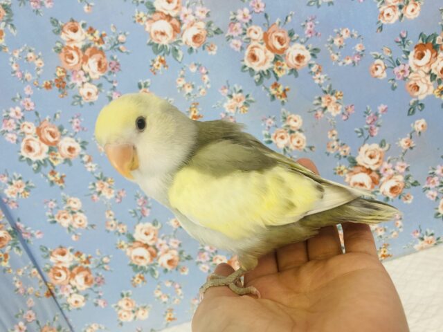 コザクラインコ（小桜インコ）