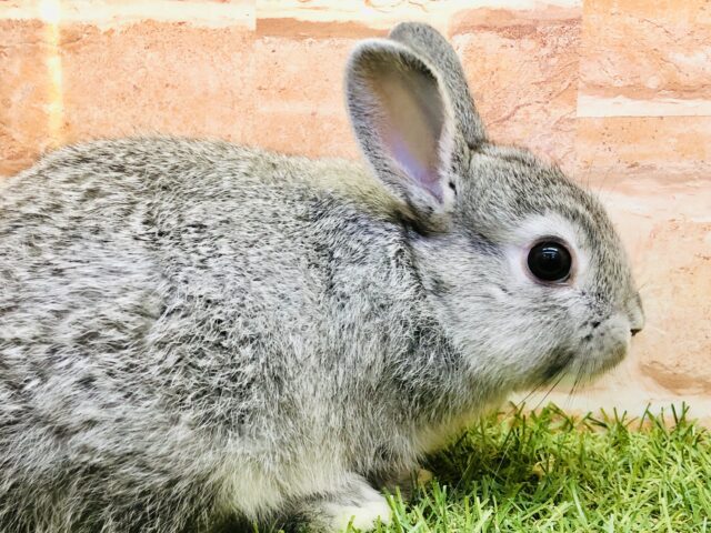ミニウサギ
