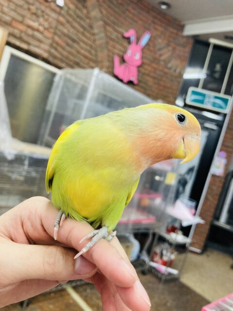 コザクラインコ（小桜インコ）