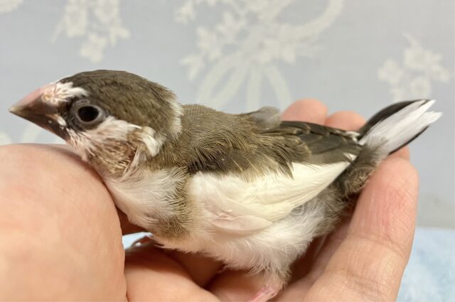 十姉妹（ジュウシマツ）