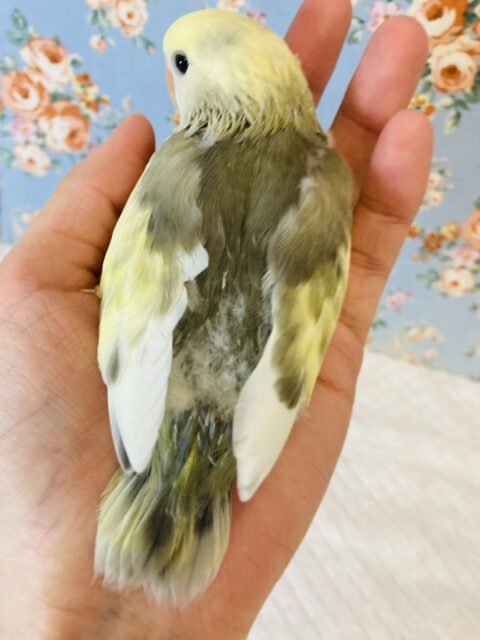 コザクラインコ（小桜インコ）