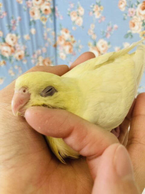 サザナミインコ