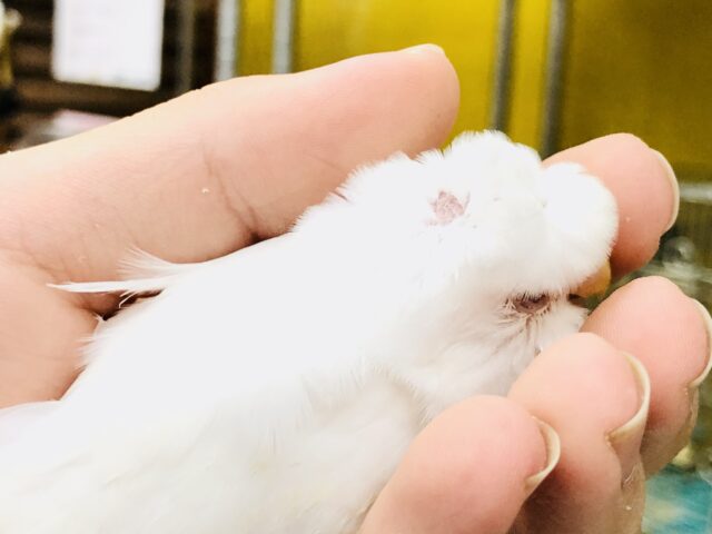 セキセイインコ