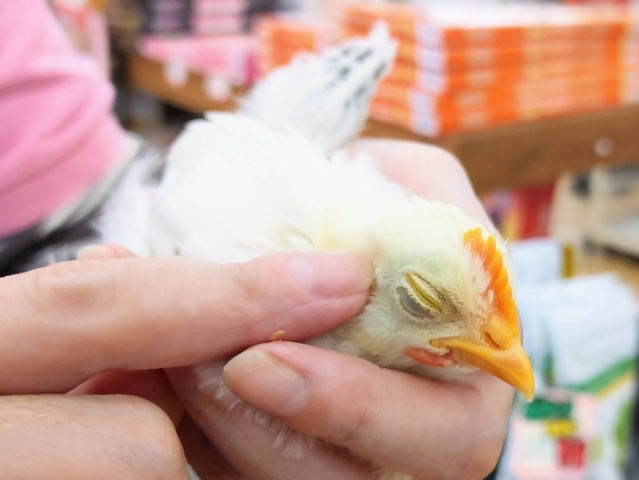 桂チャボ（カツラチャボ）