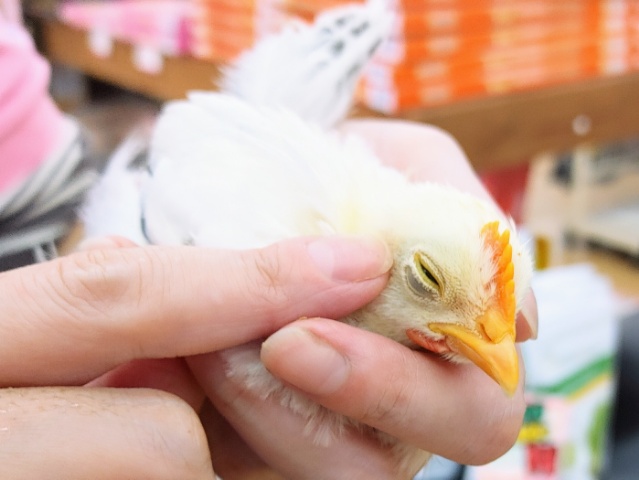 桂チャボ（カツラチャボ）