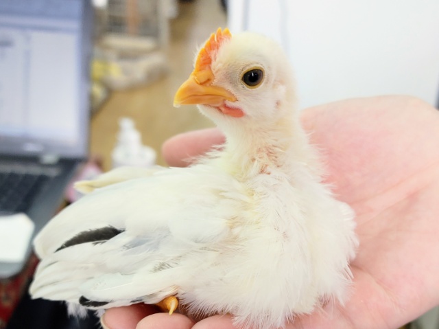 桂チャボ（カツラチャボ）