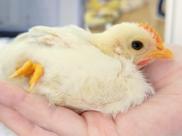 桂チャボ（カツラチャボ）