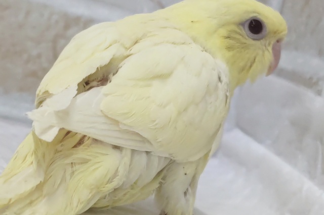 とろける色合いに癒やされる~✨ サザナミインコ(クリームルチノー) サザナミインコ