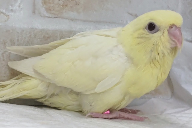 サザナミインコ