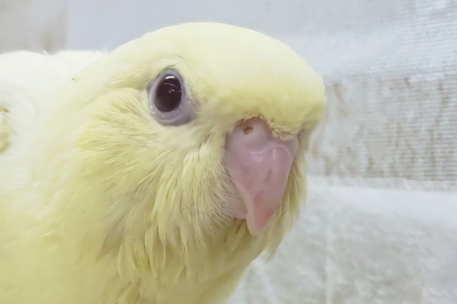 サザナミインコ