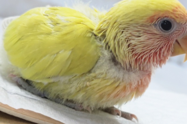 コザクラインコ（小桜インコ）