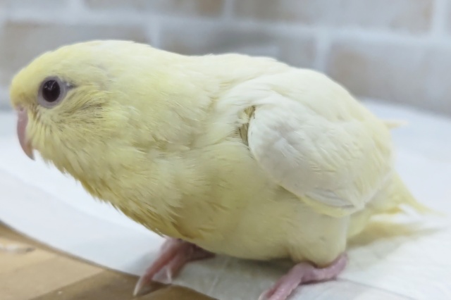 サザナミインコ