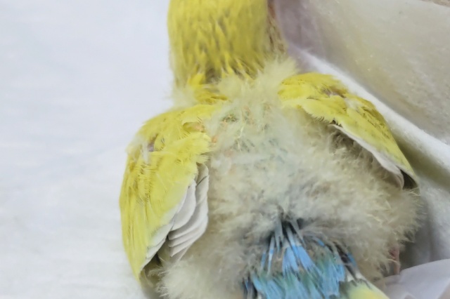 コザクラインコ（小桜インコ）