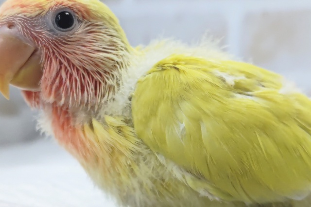 コザクラインコ（小桜インコ）