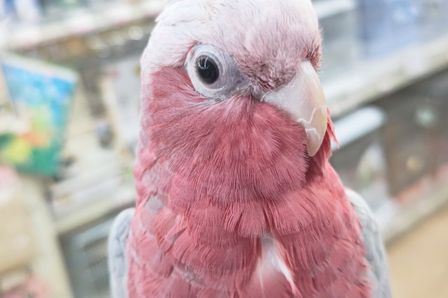 モモイロインコ