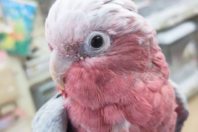 モモイロインコ