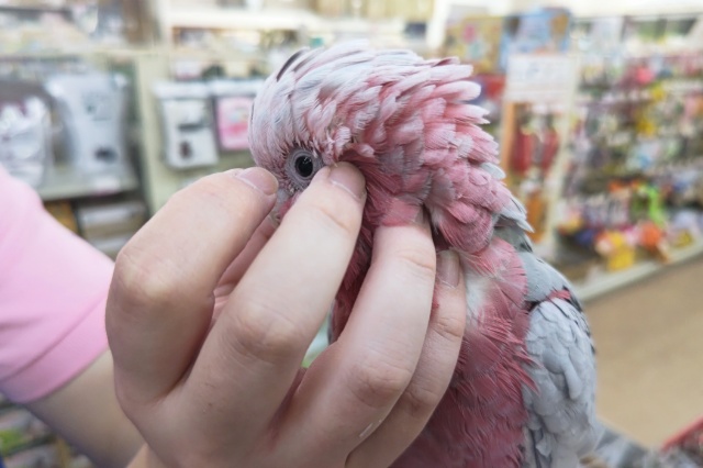 モモイロインコ