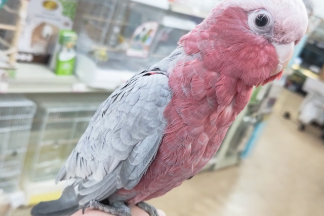 モモイロインコ