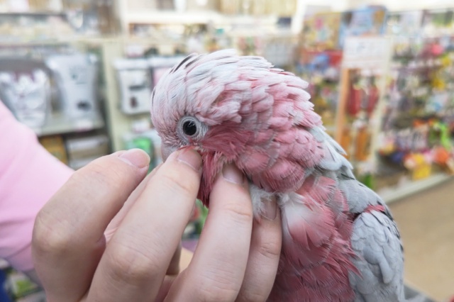 モモイロインコ