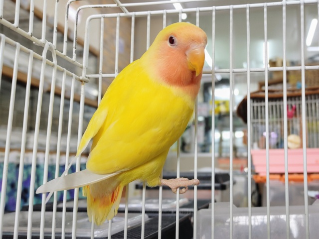 コザクラインコ（小桜インコ）