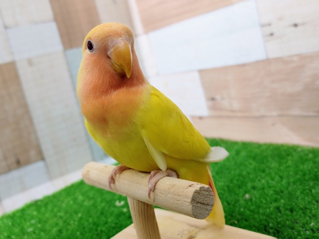 コザクラインコ（小桜インコ）