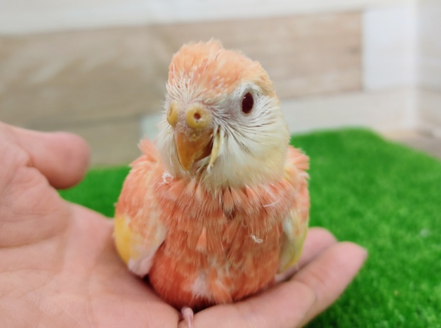 アキクサインコ（秋草インコ）